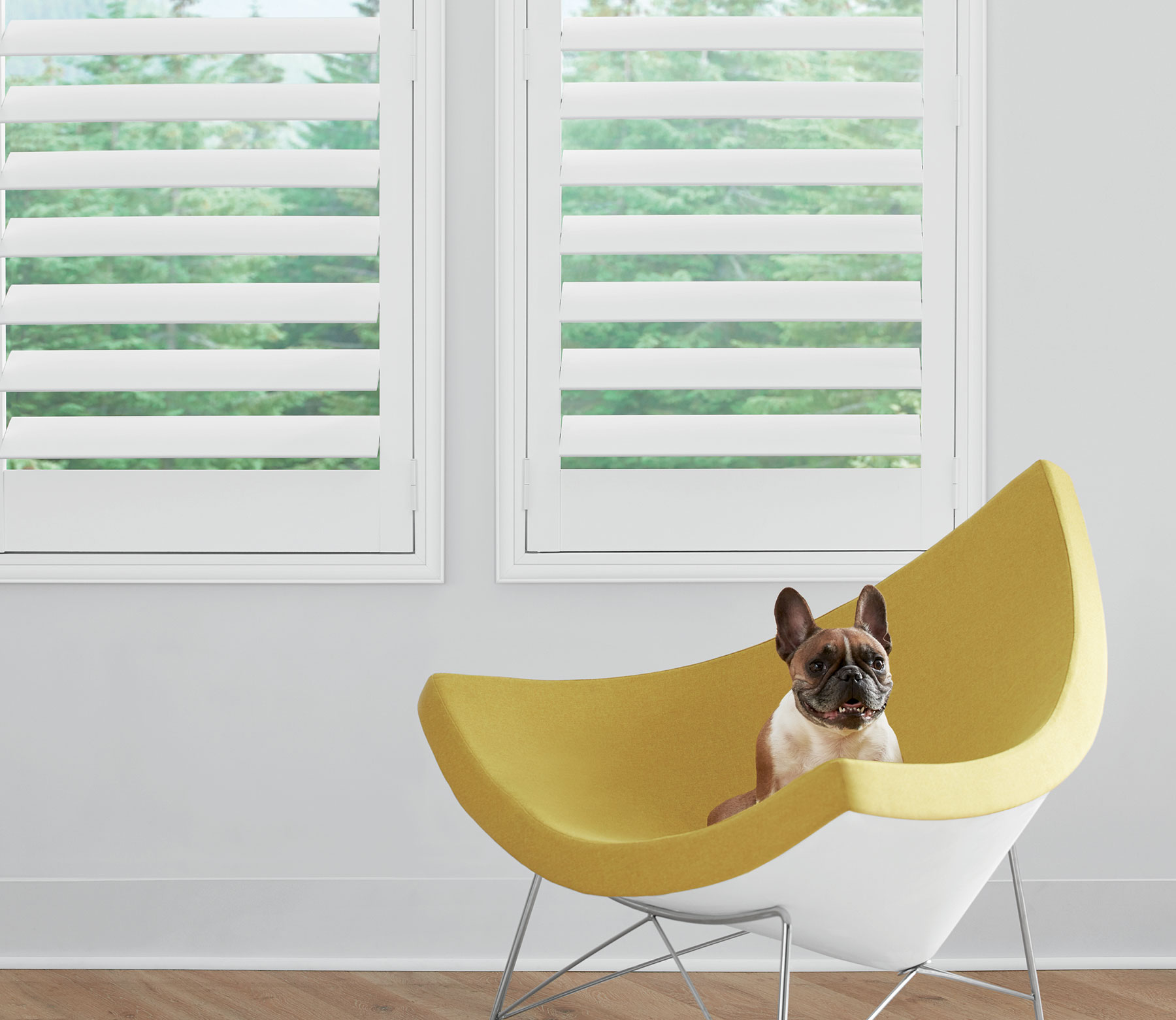 close up dog on chair Newstyle hybrid shutters cleveland ohio home