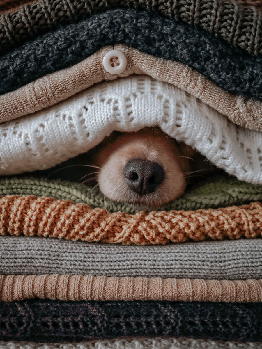 Dog in pile of blankets to keep warm.